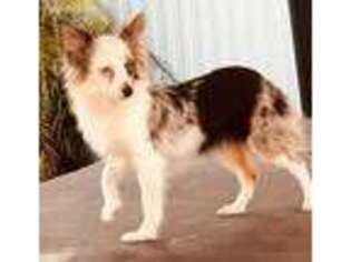 Australian Shepherd Puppy for sale in Miami, FL, USA