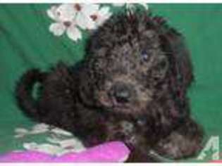 Labradoodle Puppy for sale in GEORGETOWN, KY, USA