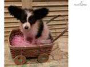 Papillon Puppy for sale in Houston, TX, USA