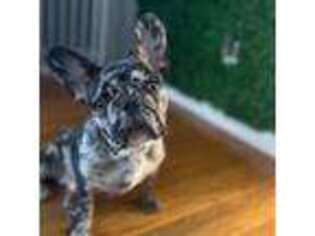 French Bulldog Puppy for sale in Willimantic, CT, USA