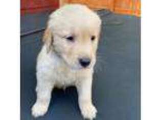 Golden Retriever Puppy for sale in Reisterstown, MD, USA