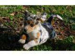 Miniature Australian Shepherd Puppy for sale in Oroville, CA, USA