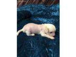 Chinese Crested Puppy for sale in Baskerville, VA, USA