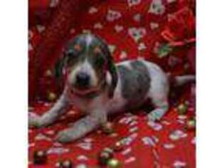 Dachshund Puppy for sale in Weaubleau, MO, USA