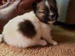 Pomeranian Puppy for sale in Stigler, OK, USA