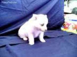 American Eskimo Dog Puppy for sale in Verona, MO, USA