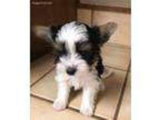 Biewer Terrier Puppy for sale in Buhl, ID, USA