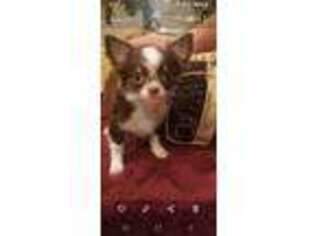 Chihuahua Puppy for sale in Kiln, MS, USA
