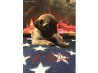Pug Puppy for sale in Hull, GA, USA