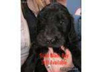 Labradoodle Puppy for sale in Draper, VA, USA