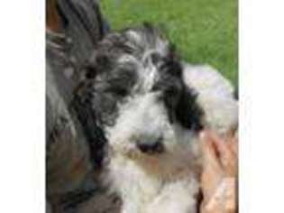 Springerdoodle Puppy for sale in KENT, NY, USA