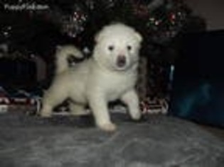 Alaskan Malamute Puppy for sale in Eugene, OR, USA