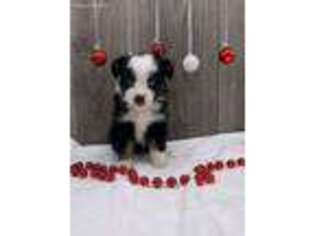 Miniature Australian Shepherd Puppy for sale in Howe, IN, USA