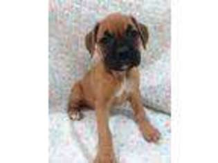 Boxer Puppy for sale in Tucson, AZ, USA