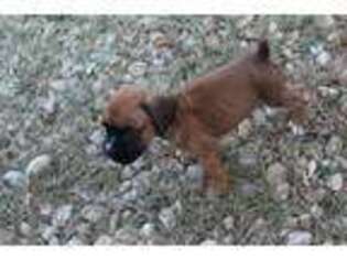 Boxer Puppy for sale in Kempner, TX, USA