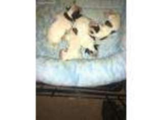 Maltese Puppy for sale in Tallahassee, FL, USA