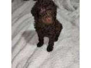 Labradoodle Puppy for sale in Huntington, WV, USA