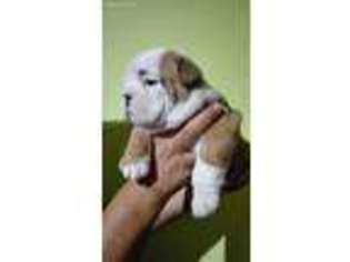 Bulldog Puppy for sale in Union, NJ, USA