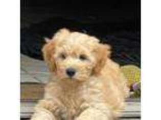 Goldendoodle Puppy for sale in Chepachet, RI, USA
