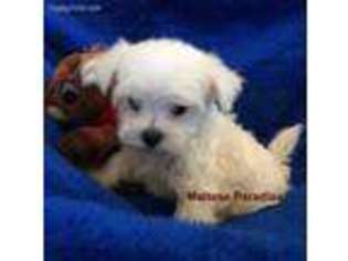 Maltese Puppy for sale in Huntington, AR, USA