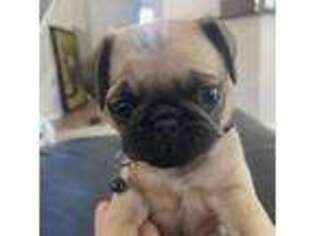 Pug Puppy for sale in Laveen, AZ, USA