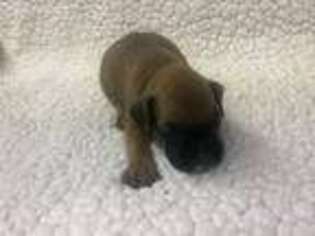 Boxer Puppy for sale in Worthington, IN, USA