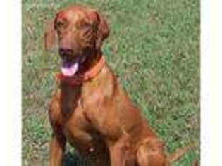 Vizsla Puppy for sale in Ganado, TX, USA