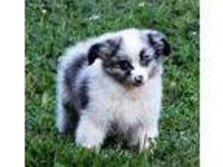Miniature Australian Shepherd Puppy for sale in Pulaski, TN, USA