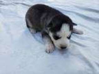 Siberian Husky Puppy for sale in Sunman, IN, USA