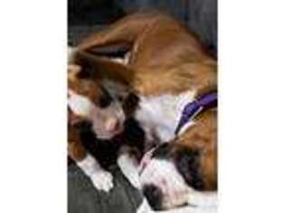 Boxer Puppy for sale in Gettysburg, PA, USA