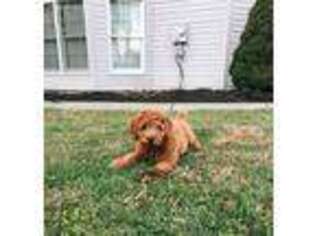 Goldendoodle Puppy for sale in Honey Grove, PA, USA