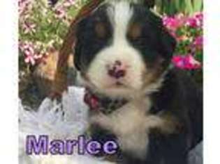Bernese Mountain Dog Puppy for sale in Rochester, IN, USA