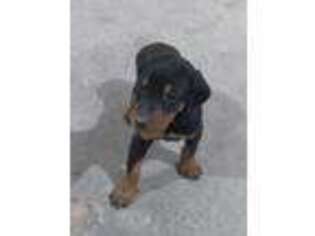 Doberman Pinscher Puppy for sale in Odon, IN, USA