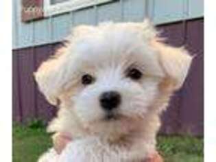 Maltese Puppy for sale in Owasso, OK, USA