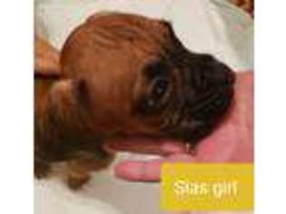 Boxer Puppy for sale in Martinsburg, WV, USA