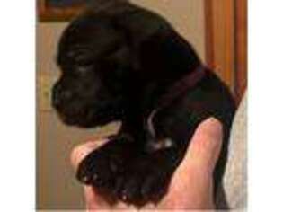 Cane Corso Puppy for sale in Shell Knob, MO, USA