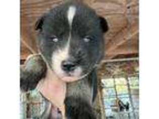 Siberian Husky Puppy for sale in Union, MS, USA