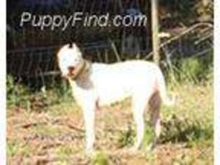 Dogo Argentino Puppy for sale in Morgantown, KY, USA