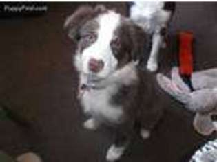 Australian Shepherd Puppy for sale in Shelton, CT, USA