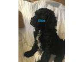 Goldendoodle Puppy for sale in Marion, NC, USA