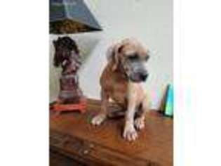 Cane Corso Puppy for sale in Hialeah, FL, USA