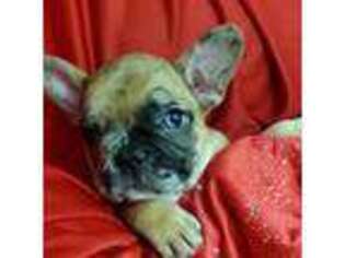 French Bulldog Puppy for sale in Fort Worth, TX, USA