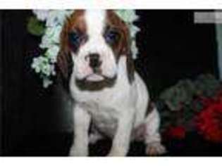 Beabull Puppy for sale in Jonesboro, AR, USA