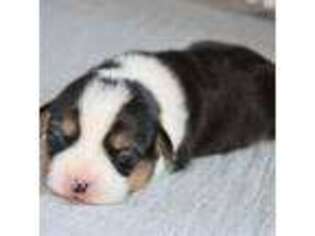 Pembroke Welsh Corgi Puppy for sale in Denair, CA, USA