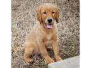 Golden Retriever Puppy for sale in Dallas, TX, USA