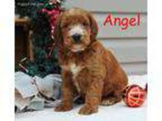 Irish Setter Puppy for sale in Mercersburg, PA, USA