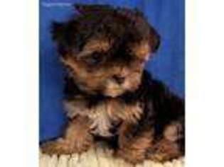 Mutt Puppy for sale in Titusville, FL, USA