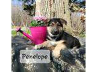 German Shepherd Dog Puppy for sale in Colby, WI, USA