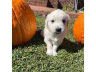 Mutt Puppy for sale in Gladys, VA, USA