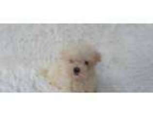 Maltese Puppy for sale in Broxton, GA, USA